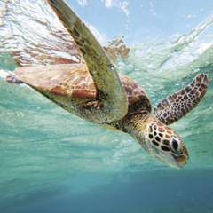 snorkeling 2