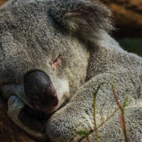 koala3
